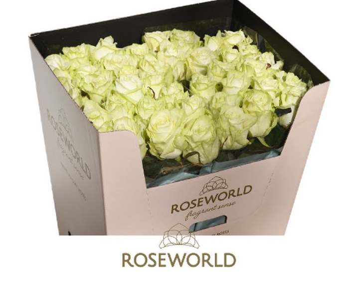 <h4>R Gr White Naomi Roseworld</h4>