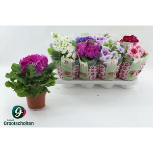 PRIM OB SWEETK A GEM