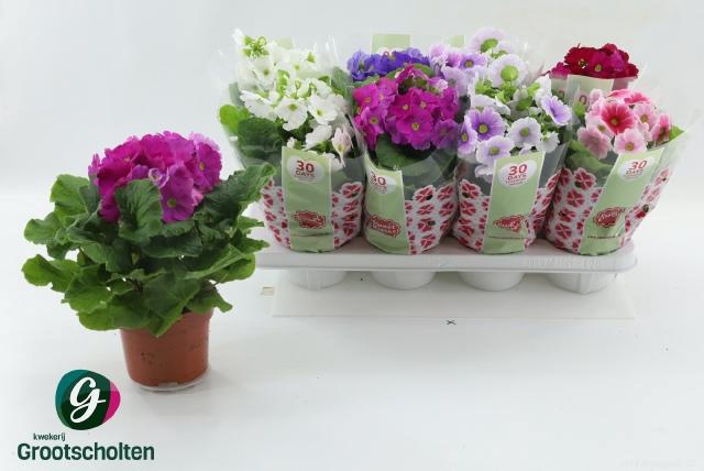 <h4>PRIM OB SWEETK A GEM</h4>