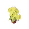 PHILODENDRON AMARELO C21