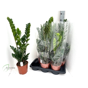 ZAMIO ZAMIIFOLIA