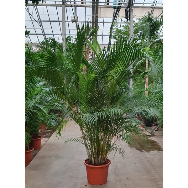 <h4>Dypsis lutescens (Areca)</h4>