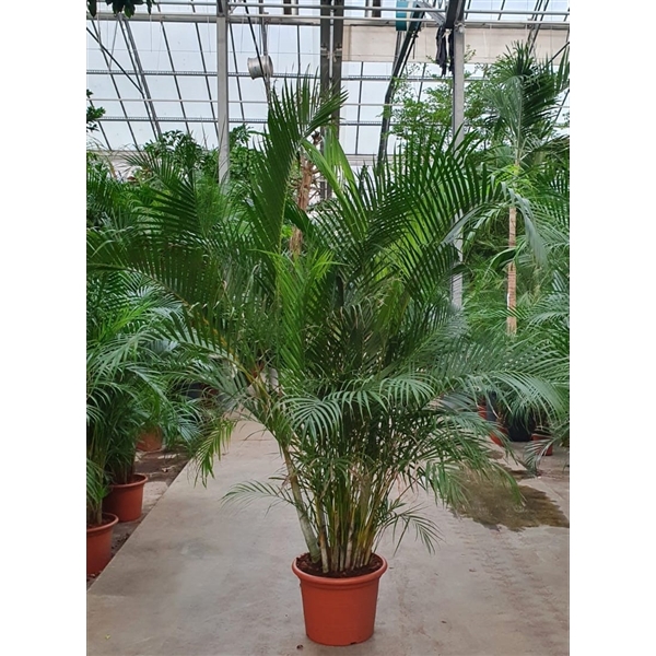 <h4>Chrysalidocarpus lutescens overig</h4>
