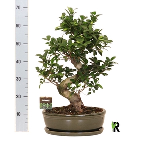 Ficus microcarpa 'Ginseng'
