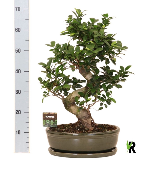 <h4>Ficus microcarpa 'Ginseng'</h4>