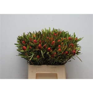 Leucad Cherry Pearl Spray