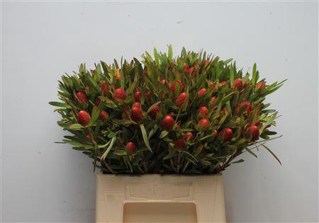 <h4>Leucad Cherry Pearl Spray</h4>