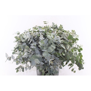 Euca Cinerea Per Stem