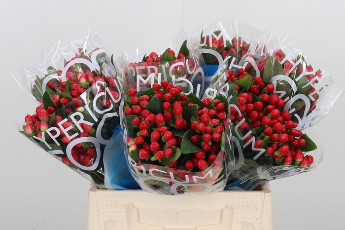 <h4>Hyp Coco Diablo</h4>