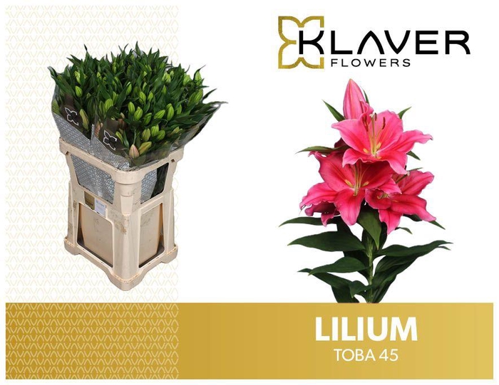 <h4>LI OR TOBA @</h4>