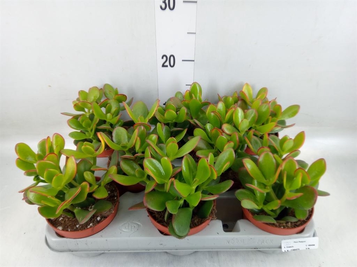 <h4>Crassula ovata 'Sunset'</h4>