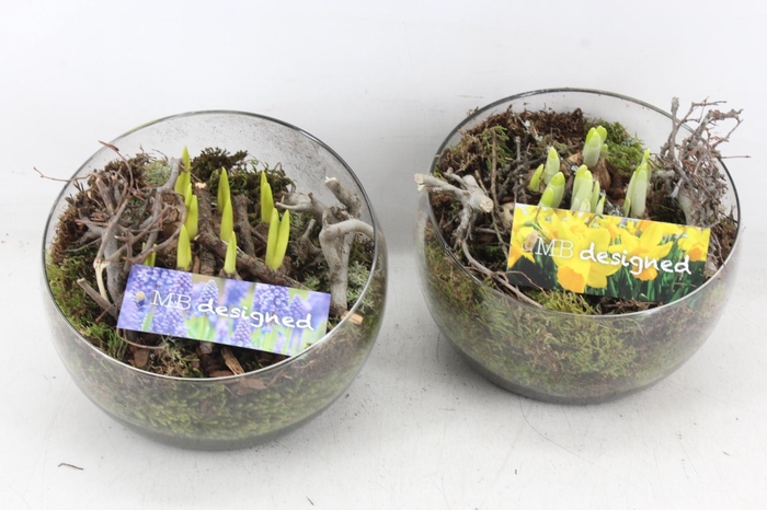 <h4>arr4 Bollenmix MB - Glas halve maan 285/5</h4>