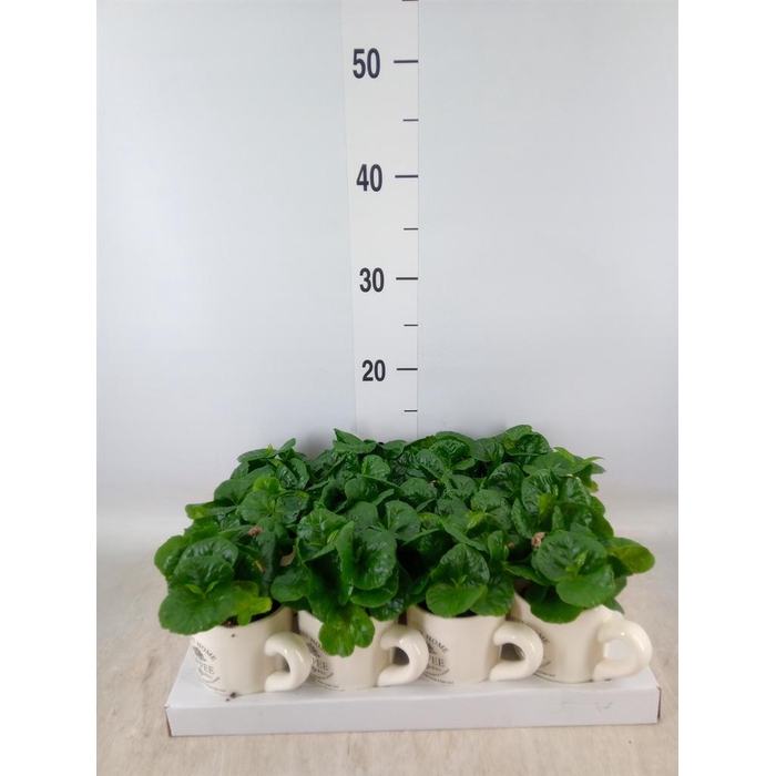 <h4>Coffea arabica</h4>