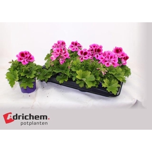 PEL GR ELEGANCE LOES