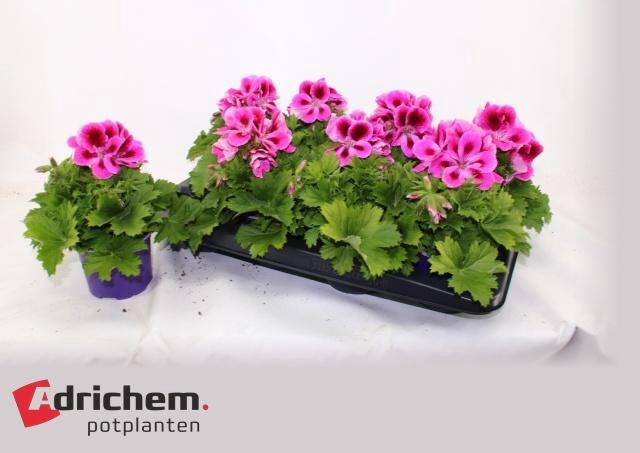 <h4>PEL GR ELEGANCE LOES</h4>