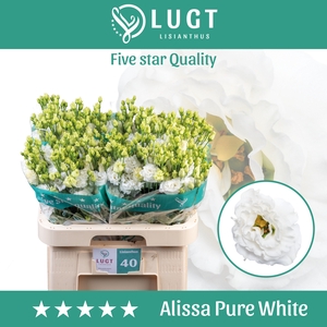 Lisianthus Alissa Pure White