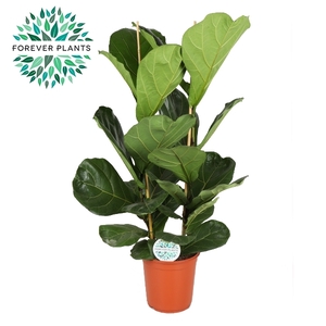 Ficus Lyrata, 2pp, p24