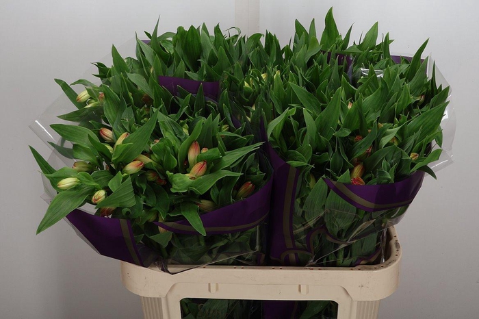 <h4>Alstr True Dream</h4>