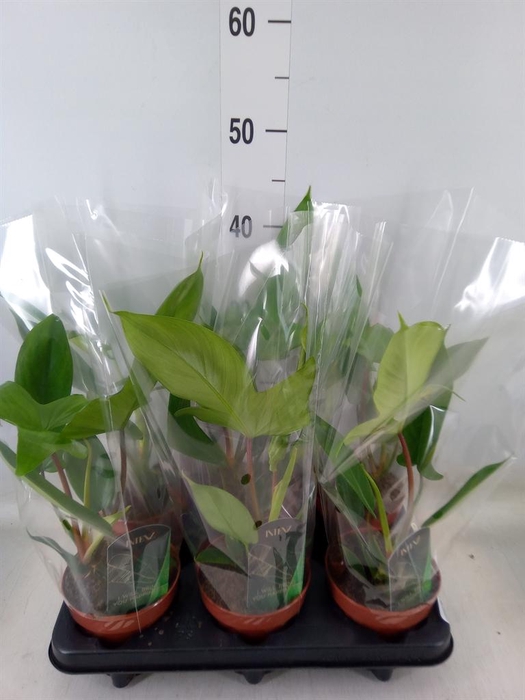 <h4>Philodendron ...</h4>