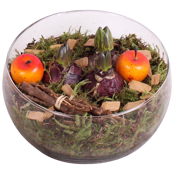 <h4>Bulbs Winter Arr. Hyacint Glass Bowl Vase Ø20cm 3PP</h4>