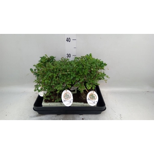 Bonsai   ...mix