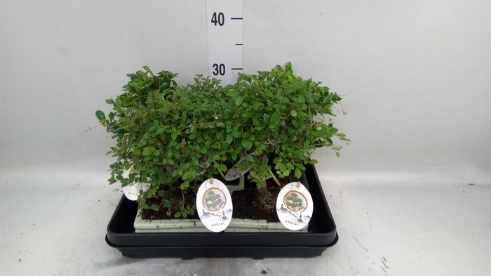 <h4>Bonsai ...mix</h4>