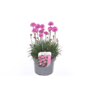 Armeria maritima Splendens