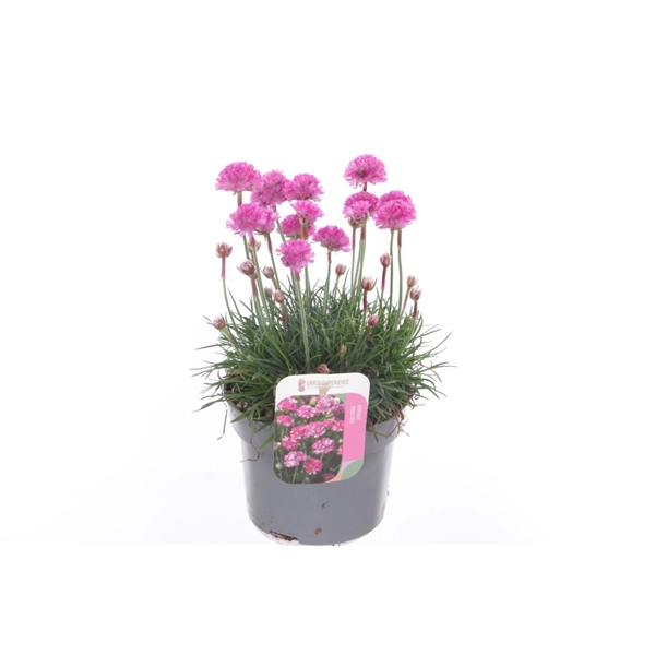 <h4>Armeria maritima Splendens</h4>