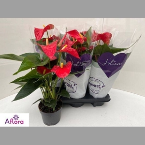 ANTHU AN BAMBINO RED