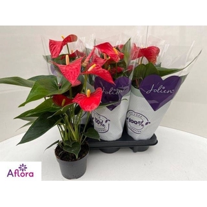 ANTHU AN BAMBINO RED