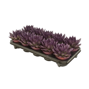 Echeveria coloured dark purple