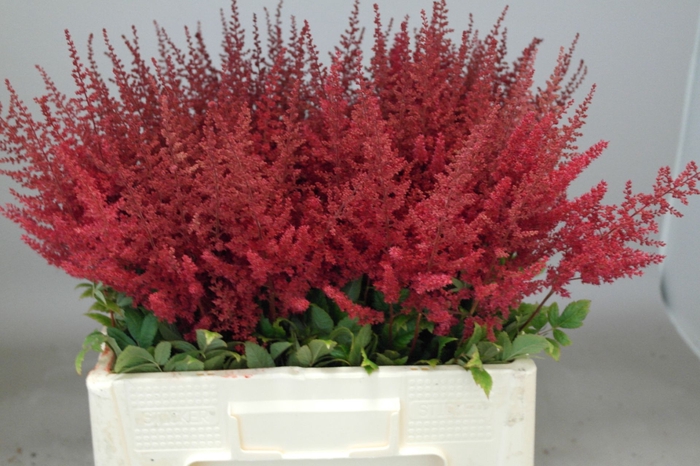 Astilbe Paul Gäarder