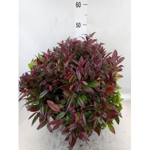 Leucothoe axillaris 'Zeblid'