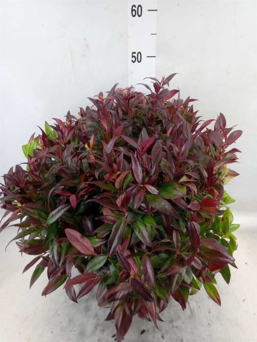 <h4>Leucothoe axillaris 'Zeblid'</h4>