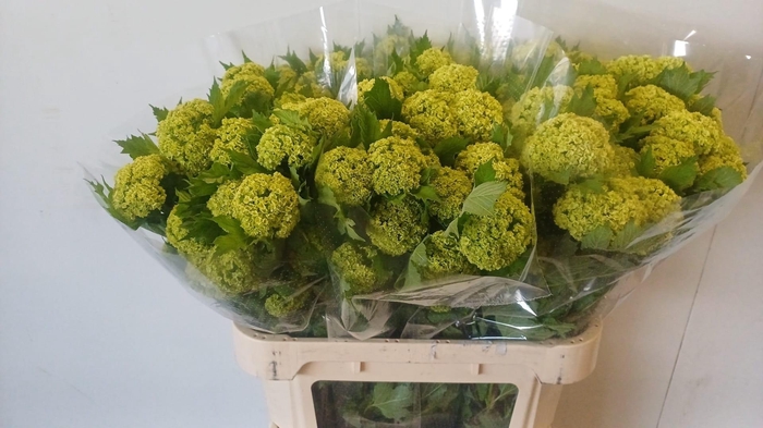 <h4>VIBURNUM ROSEUM ST</h4>