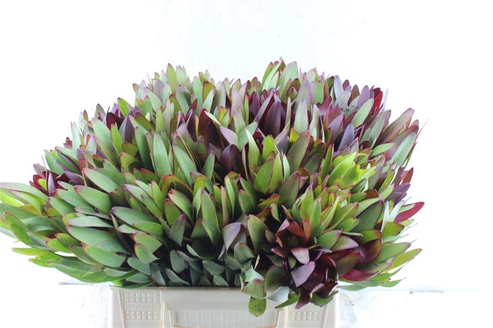 <h4>Leucad Saf Sunset</h4>