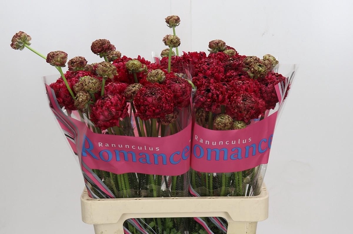 Ranunculus Romance Chaouen