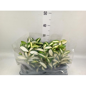 Dracaena