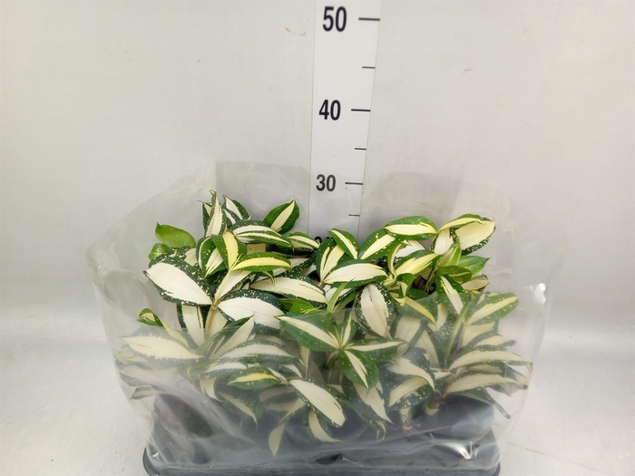 <h4>Dracaena</h4>
