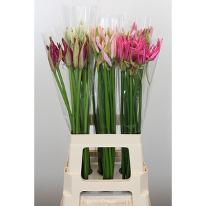 Nerine Mix