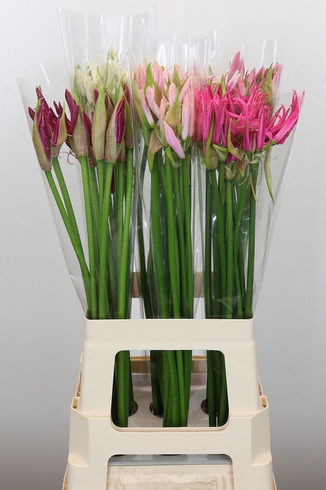 <h4>Nerine Mix</h4>