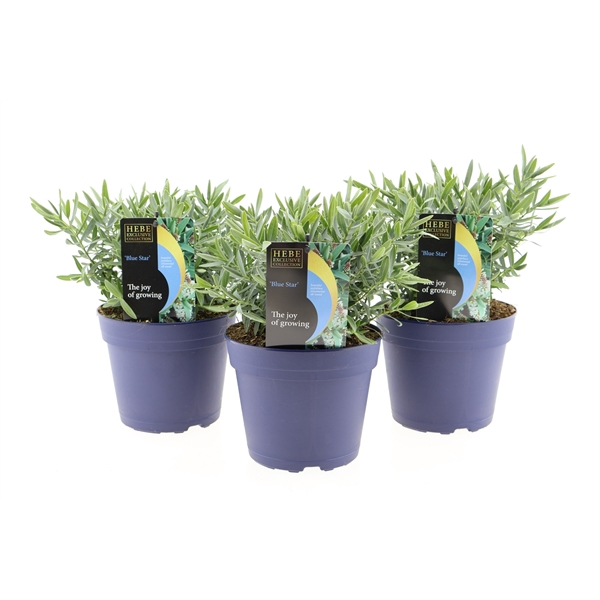 <h4>Hebe Blue Star</h4>