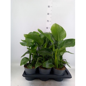 Strelitzia nicolai