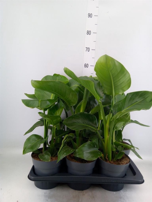 <h4>Strelitzia nicolai</h4>