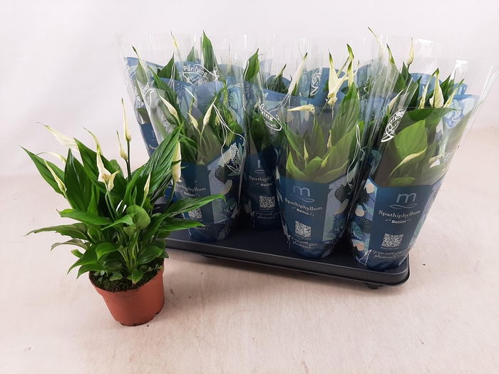 <h4>SPATH BELLINI</h4>