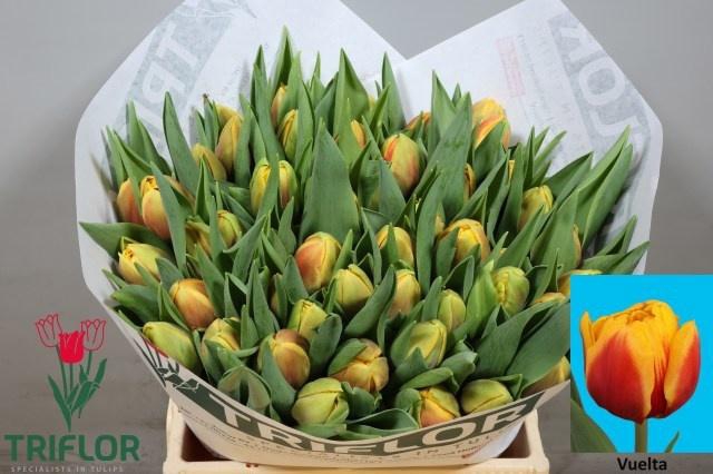 <h4>TU DU VUELTA</h4>