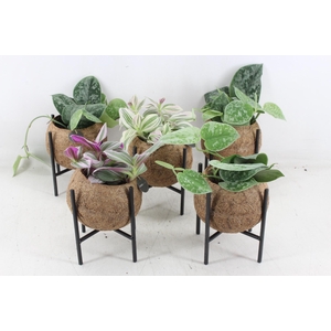 arr3 Kokoplant - Industrial mix S x10