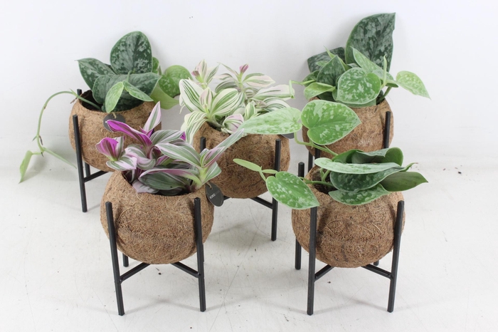 <h4>arr3 Kokoplant - Industrial mix S x10</h4>