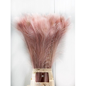 Deco Feather Peacock L. Pink L90 X50