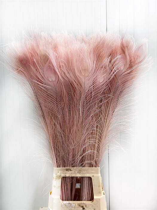 <h4>Deco Feather Peacock L. Pink L90 X50</h4>